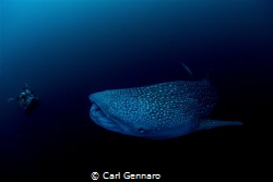 Cenderawasih Bay 20 foot whale shark by Carl Gennaro 